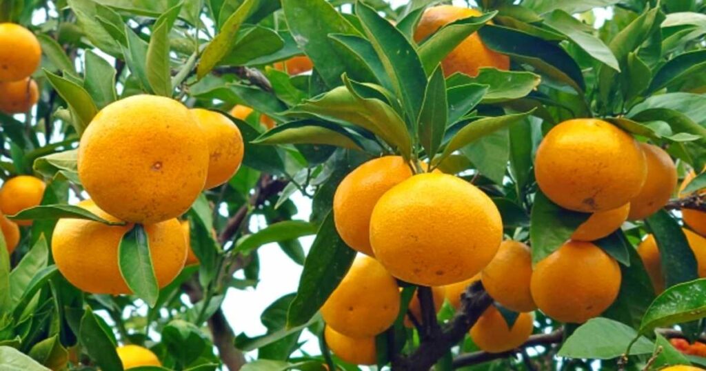 神奈川・横須賀の津久井浜観光農園のみかん狩り！料金・予約・時期・アクセス解説