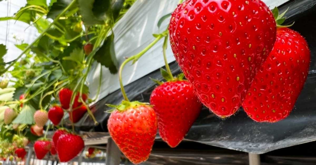 横須賀・津久井浜観光農園の送迎バス時刻表ガイド！いちご狩り運行目安とアクセス解説