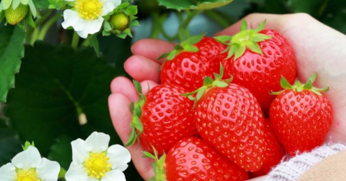 三浦半島のいちご狩りは予約なしで行ける？神奈川の当日OKスポットと混雑回避のコツ