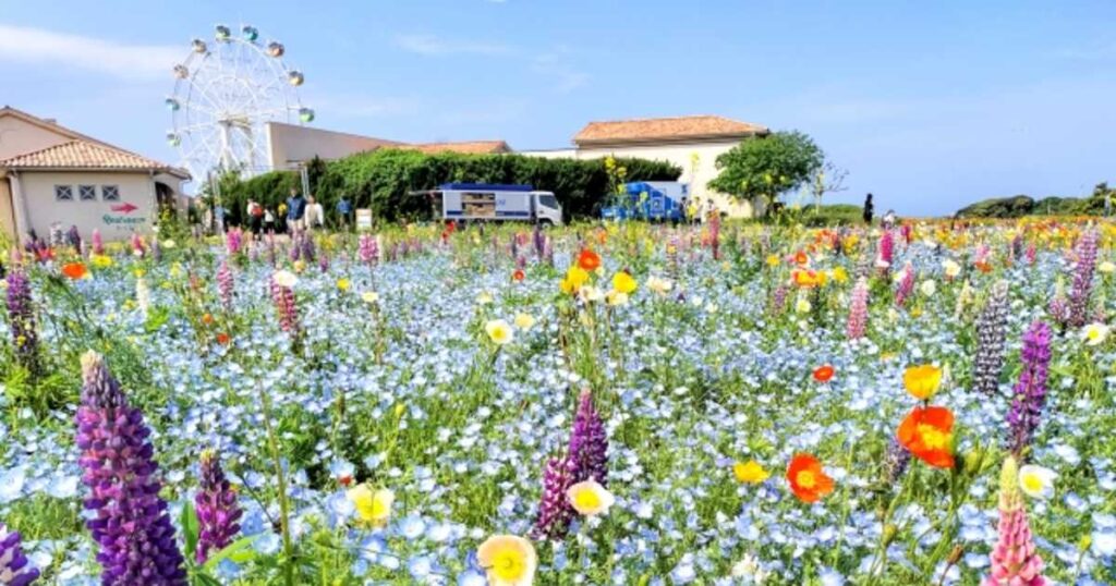 横須賀・ソレイユの丘のおすすめランチ！人気レストラン・軽食・持ち込み事情まとめ
