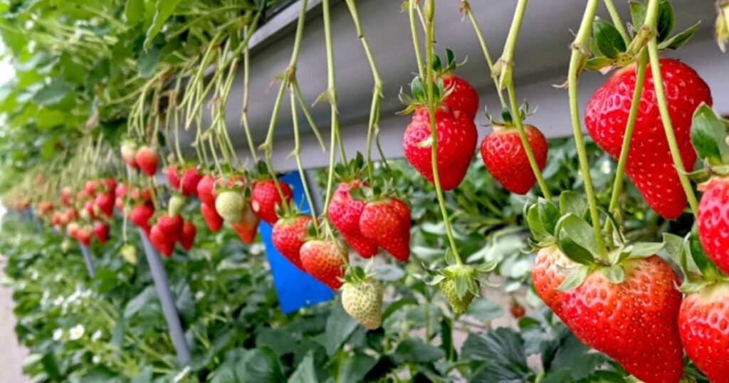 神奈川・横須賀の津久井浜観光農園いちご狩り！料金・予約・時期・行き方ガイド